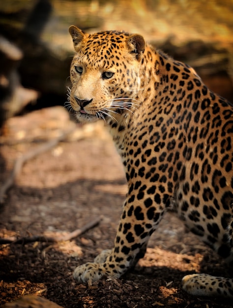 Leopardo