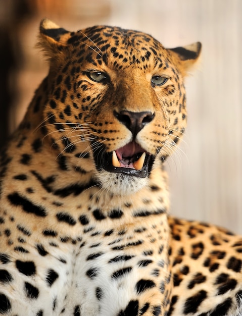 Leopardo