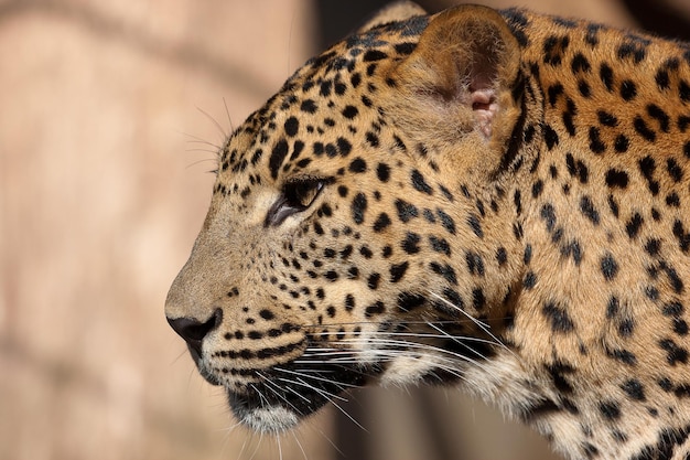 Leopardo