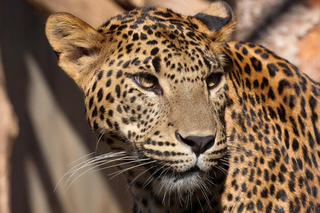 Leopardo