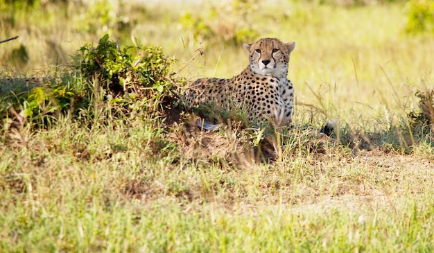 Leopardo