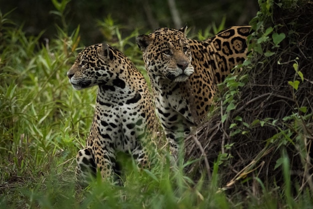 Leopardos na floresta