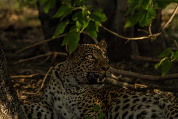 Leopardos sentados no campo