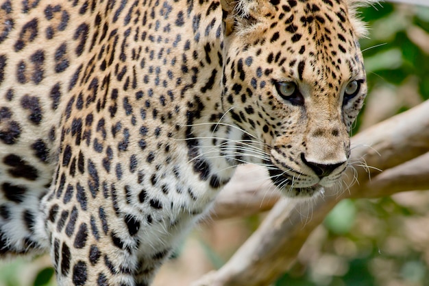 Leopardporträt im Wildwald