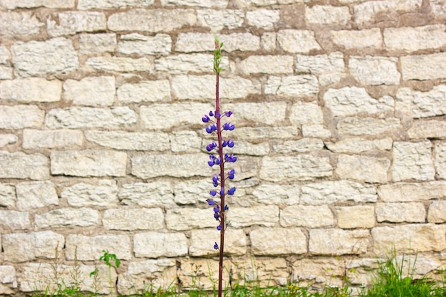 Leopoldia-Blume, Hyazinthen-Zwiebelpflanze, violette Blüte