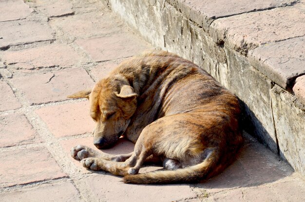 Lepra de pele de cachorro dormindo ao ar livre