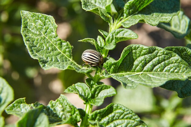 Leptinotarsa decemlineata Escarabajo de Colorado rayado adulto comiendo hojas de papa verdes jóvenes