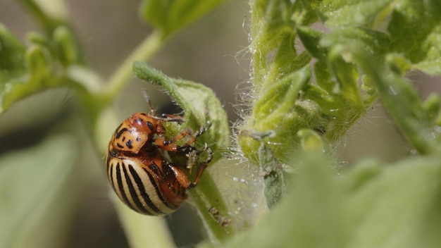 Leptinotarsa decemlineata frisst Tomatenblätter Solorado-Käfer zerstört die Ernte Landwirtschaftliche Schädlinge Nahaufnahme von Insekten auf Pflanzen gegen