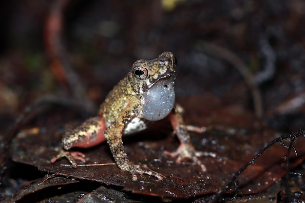 Leptophryne Borbonica-Nahaufnahme