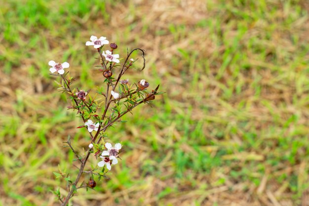 Leptospermum scoparium, allgemein Manuka genannt, kommt aus Südostaustralien und Neuseeland