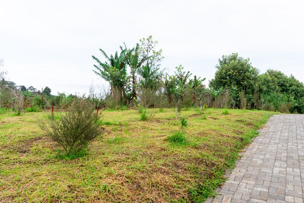 Leptospermum scoparium, allgemein Manuka genannt, kommt aus Südostaustralien und Neuseeland