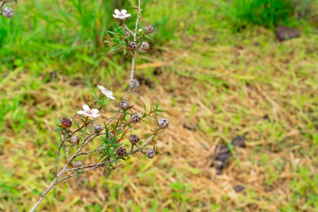 Leptospermum scoparium comumente chamado de manuka vem do sudeste da austrália e da nova zelândia