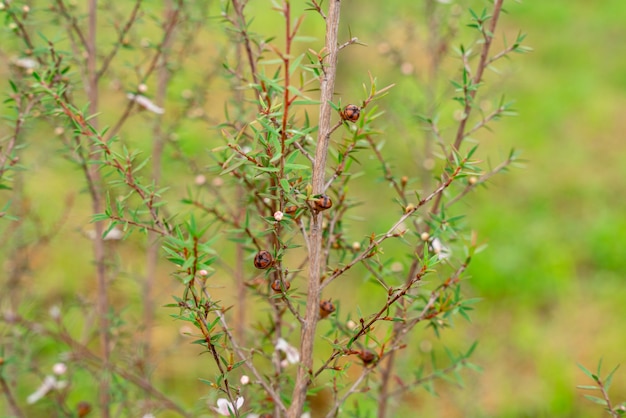 Leptospermum scoparium comumente chamado de manuka vem do sudeste da Austrália e da Nova Zelândia