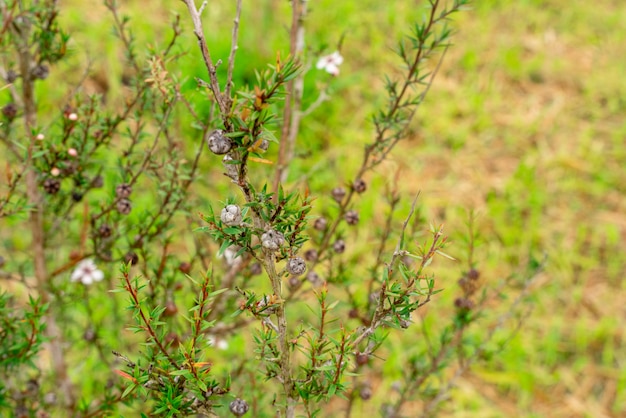 Leptospermum scoparium comúnmente llamado manuka proviene del sureste de Australia y Nueva Zelanda