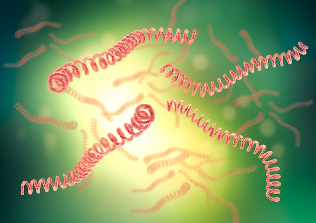 Leptospira es una bacteria en espiral que causa leptospirosis. Ilustración 3D