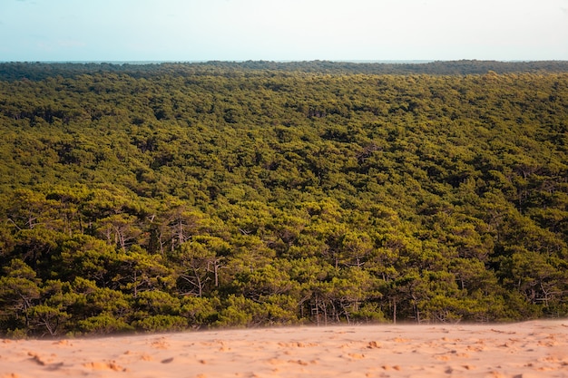 Les Landes Wald gesehen von der Düne von Pilat, bei Arcachon, Aquitanien, Frankreich.