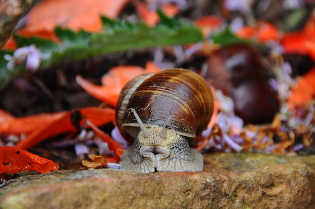 Foto lesma de caracol em fundo de pedra com flor lilás nas costas.