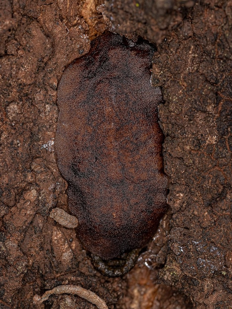 Lesma-de-couro adulta da família veronicellidae