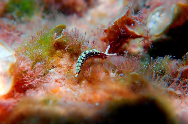 Lesma do mar branco (nudibrânquio) - Elysia timida