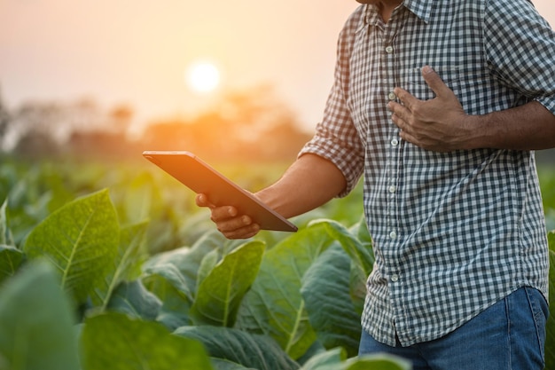 Lesões ou doenças que podem acontecer aos agricultores durante o trabalho O homem está usando a mão para cobrir o peito esquerdo por causa de dor ou mal-estar