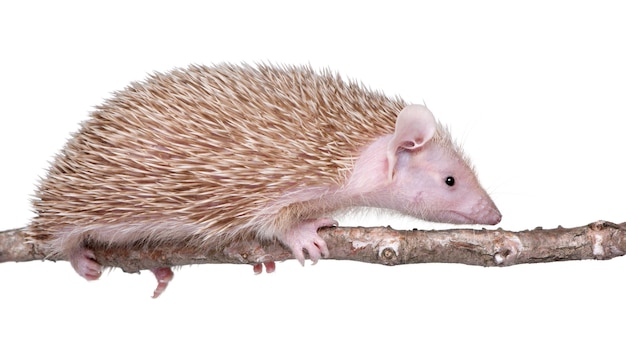 Lesser hedgehog tenrec, echinops telfairi em um branco isolado, é endêmica em madagascar.