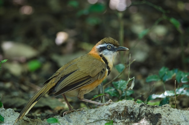 Lesser Necklaced laughingthrush (Garrulax moniliger)