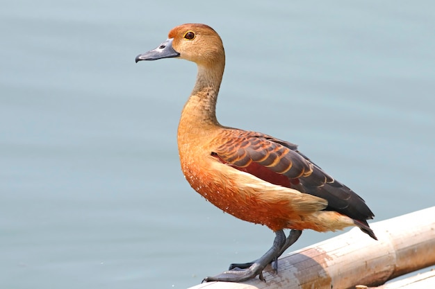 Lesser pfeifende Ente Dendrocygna javanica Schöne Vögel von Thailand