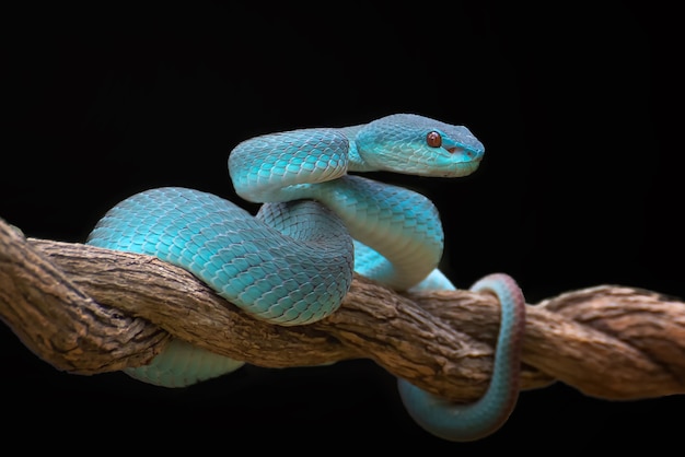 Lesser Sunda pit viper en fondo negro