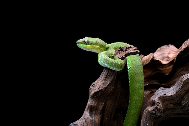 Lesser Sunda pit viper (Trimeresurus insularis) en fondo negro