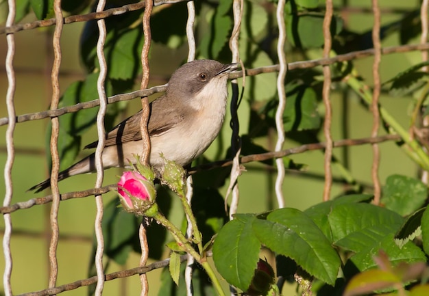Lesser whitethroat Sylvia curruca Bird canta mientras está sentado en la valla del jardín