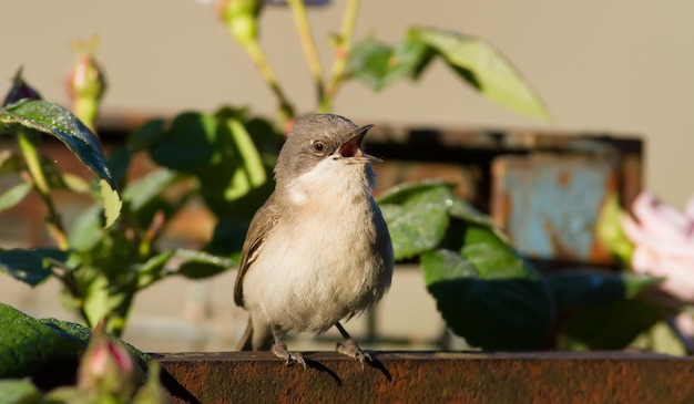Lesser whitethroat Sylvia curruca Bird singt, während er auf dem Zaun im Garten sitzt