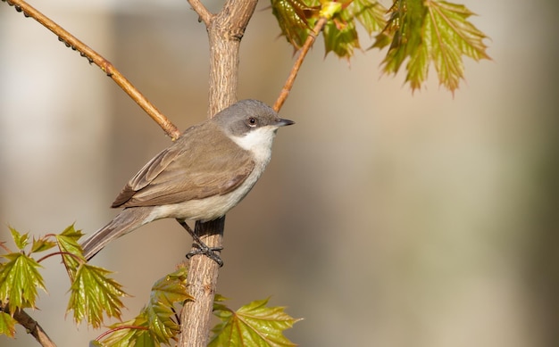 Lesser whitethroat sylvia curruca Un pájaro se sienta en una rama de castaño