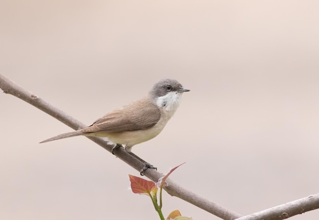 Lesser whitethroat Sylvia curruca Um pássaro senta-se em um galho em um belo fundo