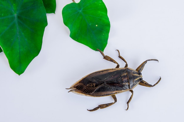 Lethocerus indicus no fundo branco, erro de água gigante em tailândia.