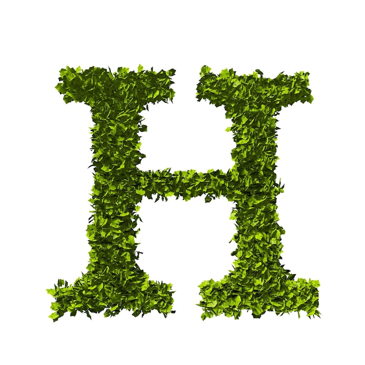 Foto letra h naturaleza hoja alfabeto d representación