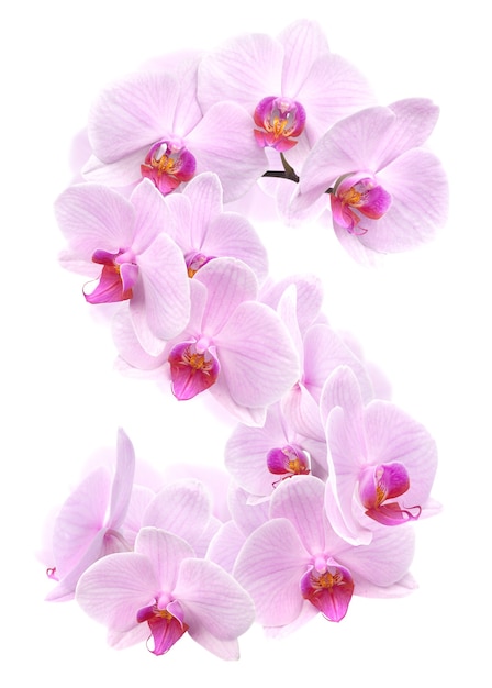 Letra S de flores da orquídea. isolado no branco