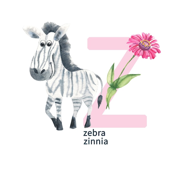 Letra z cebra zinnia niños lindos animal y flor abc alfabeto acuarela ilustración aislado en