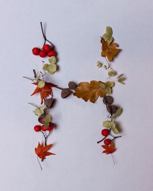 Letras del alfabeto latino de hojas de otoño sobre un fondo blanco.