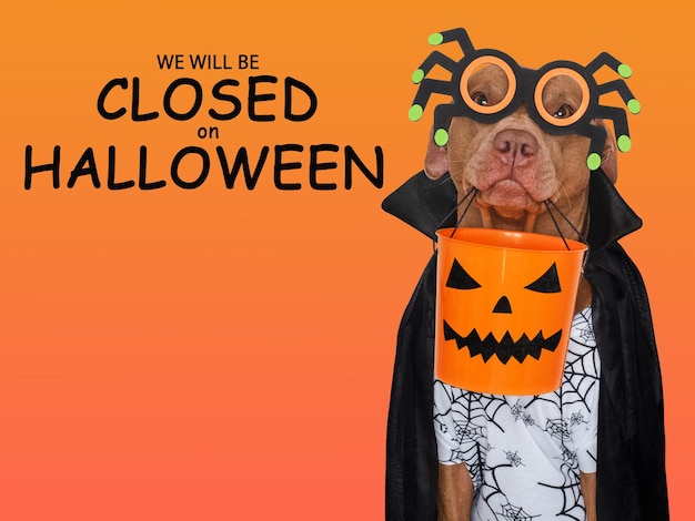 Letrero con la inscripción Estaremos cerrados en Halloween Lindo perro marrón y disfraz de Conde Drácula Primer plano en el interior Foto de estudio Concepto de cuidado de mascotas