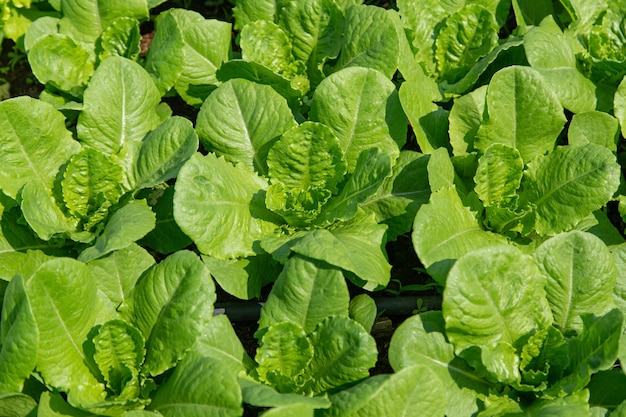 Letture cos verde en el campo listo para cosechar