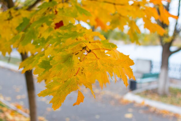 Letzter Herbstlaub