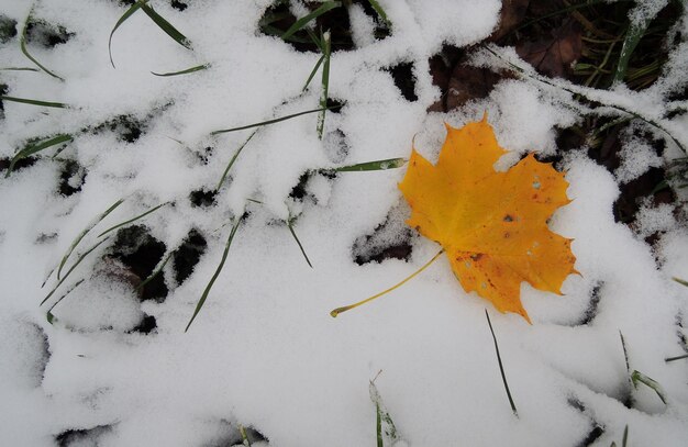 Letztes Gefallenes Gelbes Blatt Auf Einem Ersten Schnee Auf Einem Grünen Gras Lizenzfreie Fotos