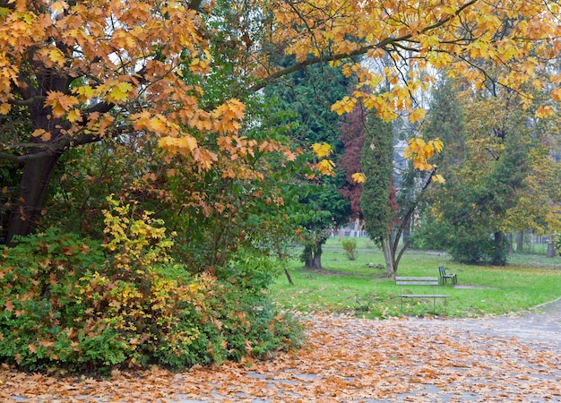 Letztes goldenes Baumlaub im Herbststadtpark city