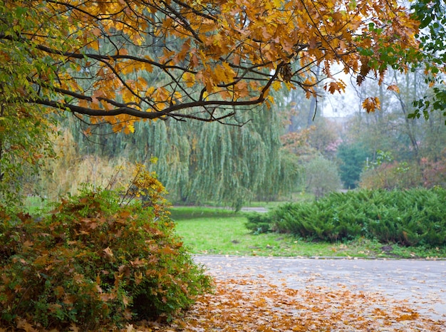 Letztes goldenes Baumlaub im Herbststadtpark