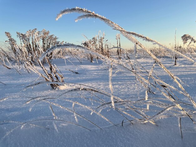 Letztes Jahr Gras bedeckt mit Schnee und Frost auf dem Feld gegen den blauen Himmel