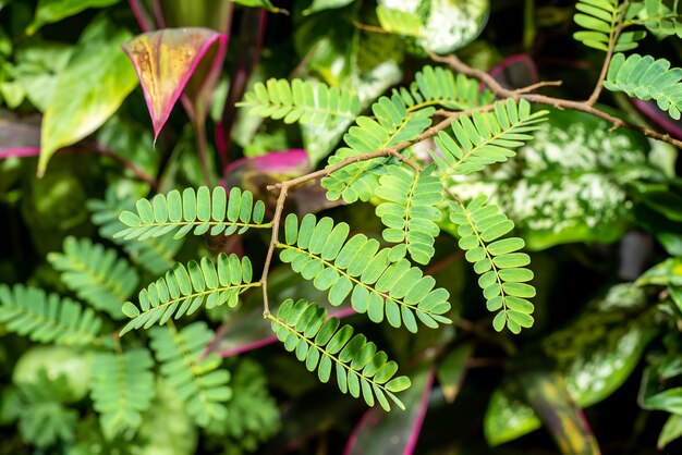 Foto leucaena leucocephala o jumbay perla wattle