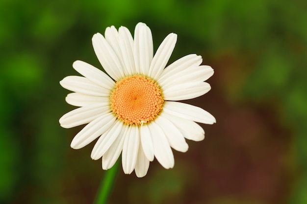 Leucanthemum de flor de manzanilla en el jardín, enfoque selectivo, fondo bokeh borrosa.