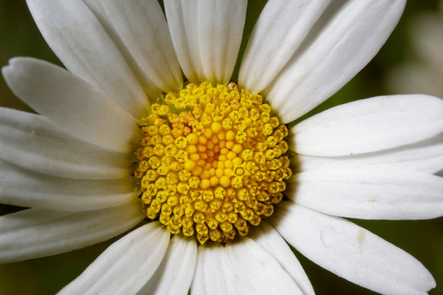 Leucanthemum vulgare espontâneo em um prado rural.