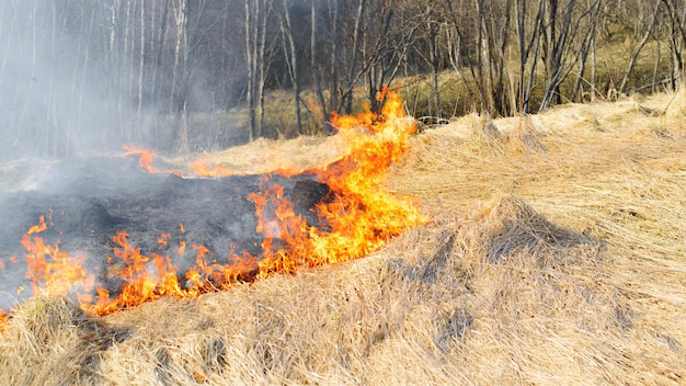 Leuchtend bunte Flammen auf trockenem Gras im Freien an heißen Tagen Feldfeuer Umweltkatastrophe