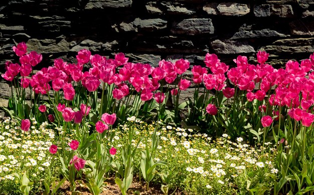 Leuchtend bunte Tulpen als Blumenhintergrund